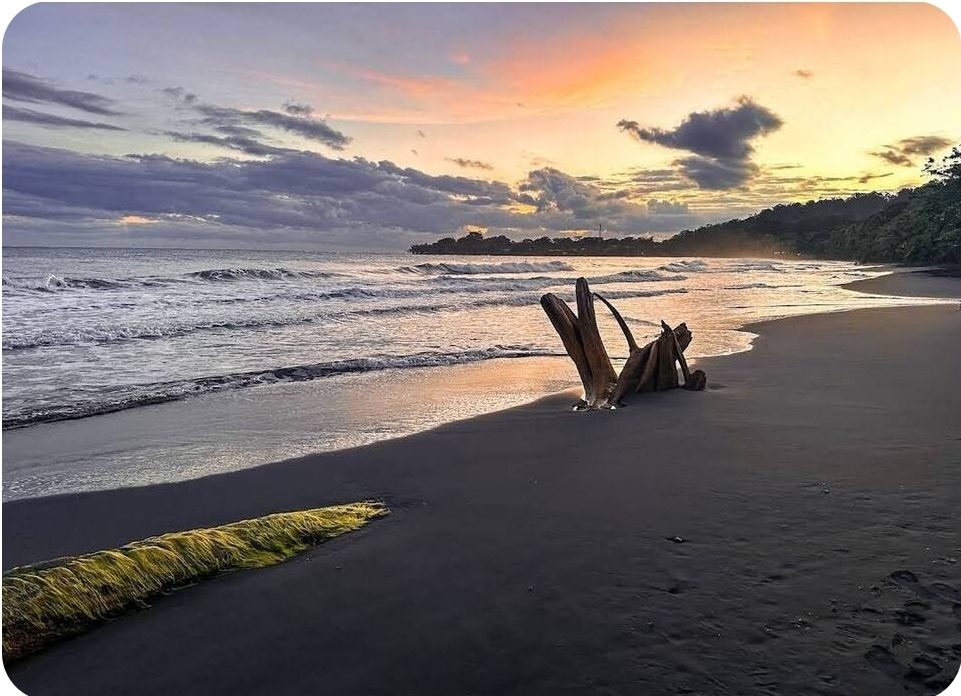 Black sand beach at sunset with driftwood