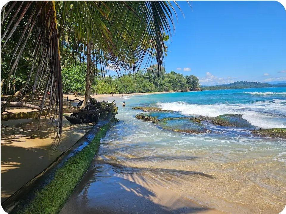 Turquoise water and palms at Punta Uva beach